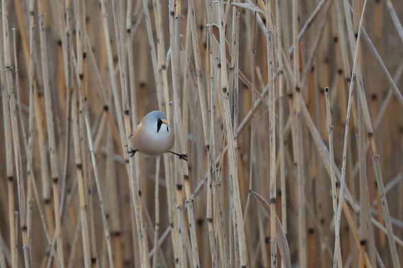 A photo of reeds on a cold morning in October. There is a male bearded reedling amongst the reeds looking at the camera.