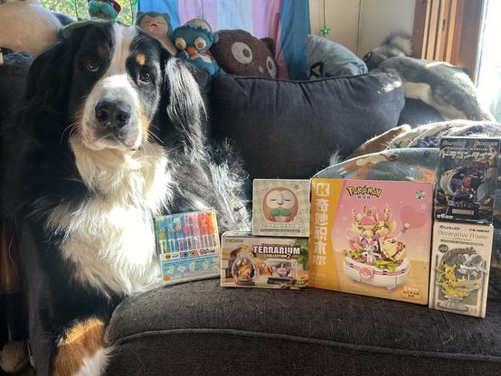 A bernese mountain dog sitting on a grey couch. She's looking at the viewer while a selection of prizes are lined up beside her. There is a pack of markers of various colours closest to her. Beside that are boxes of a rowlete from pokemon and under that is a box with pikman on it. Next to that is a set of building bricks that make a pokemon sylveon and a plant in a pot. Beside that are two more boxes of different pokemon blind boxes.