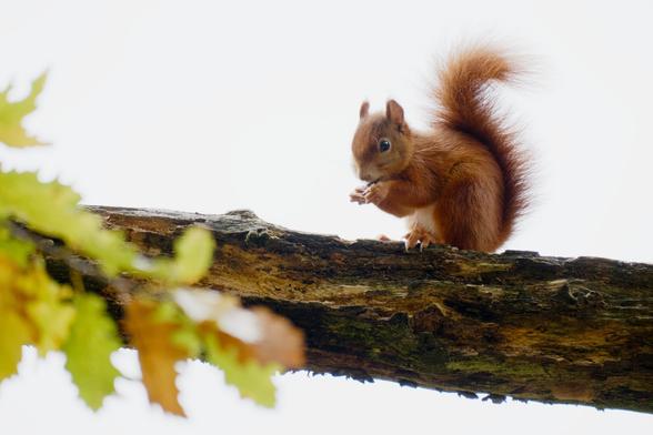 European red squirrel on a branch against a white sky, with some blurry Autumn leaves in the foreground