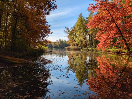 Staw otoczony jesiennym krajobrazem, w słoneczny dzień. Staw zwęża się ku środkowi, nad wodą pochylają się różnobarwne drzewa: z lewej strony brązowo-żółte, w cieniu; z prawej nad wodą pochyla się jedno mieniące się czerwienią w słońcu, a dalej kilka żółto-zielonych. Toń wody barwią odbicia tych drzew, oprószone pływającymi w niej opadłymi liśćmi, pozostawiając pośrodku błękitny pas, w którym odbija się nieboskłon. Dalej przy prawym brzegu mienią się żółte, wysokie trawy, a za nimi staw powtórnie się poszerza. W odległości dalszy ciąg lasu, nad nim niebo pokrywa biała linia chmur ponad horyzontem, wyżej przerzedzających się w błękit z pojedynczymi smugami bieli.