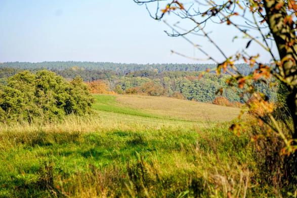 Blick über die wellige Moränenlandschaft der Uckermark: Zu sehen sind Hügel mit Wiesen und Bäumen, die hell in der Sonne leuchten.