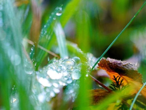 Feine Wassertropfen vom Tau sind auf dem Gras.