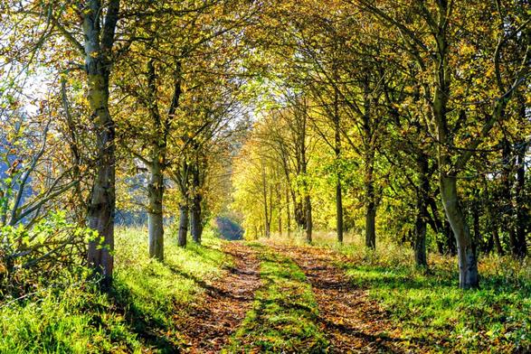 Eine lichtdurchflutete herbstliche Allee aus Laubbäumen.