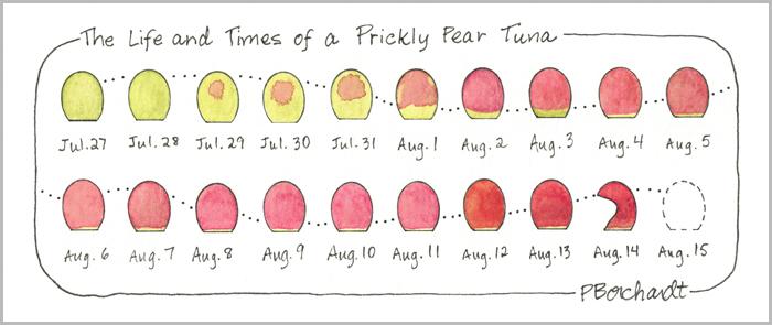 My watercolor and pen art showing the color change of a Prickly Pear cactus tuna (fruit) over the course of 20 days, from green, to a tinge of pink, to pink, to maroon, to partially eaten, to gone (it fell off the cactus on Day 20).
