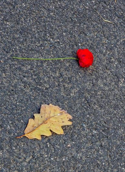 Eine einzelne rote  Mohnblume und ein trockenes, braunes Eichenblatt liegen auf grauem Asphalt – die kräftige Farbe der Blüte bildet einen starken Kontrast zum welken Blatt.