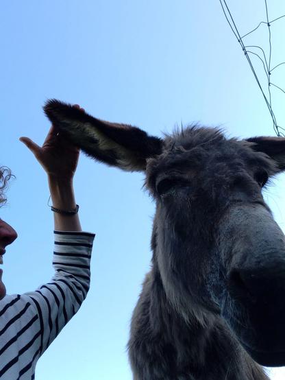Une photo mal cadrée prise du sol : à droite, on devine que Surprise profite. A gauche, je me marre mais on ne voit qu'un bout de mon visage et je fais une caresse sur l'oreille de Surprise.