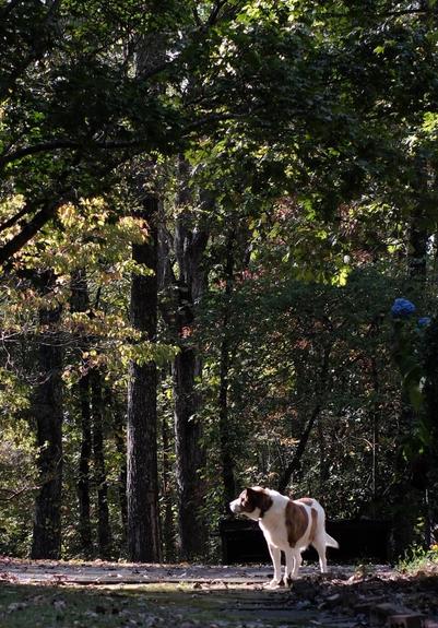 A white and brown dog standing in his yard in front of trees as the early evening sun shines on him