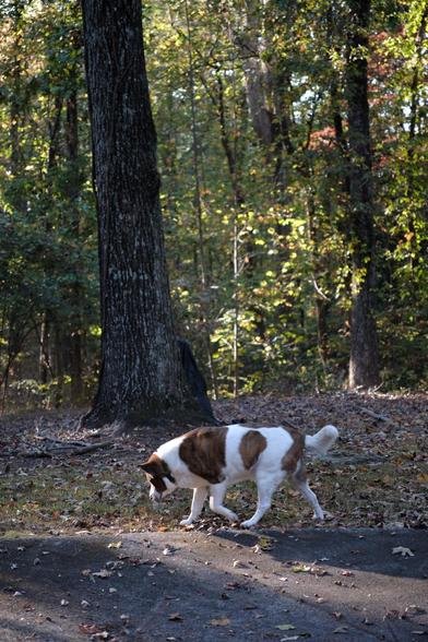 A white and brown dog walking in his yard in front of trees as the early evening sun shines on him