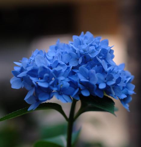 Deep blue hydrangea blossom