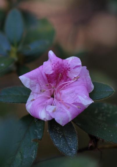 The last throw of second round pink azalea