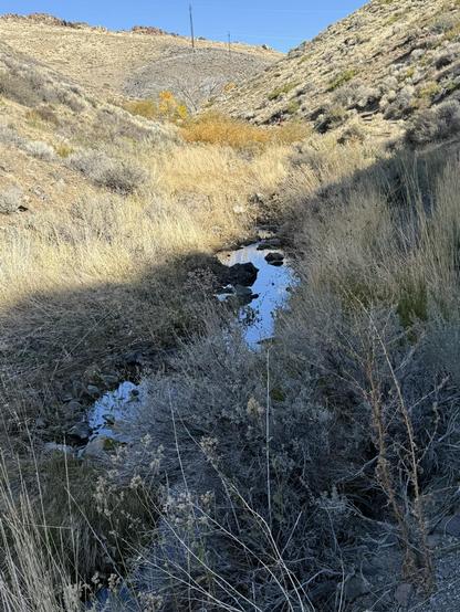 A small creek in the half-shaded valley. A clump of yellow marsh willows ahead.