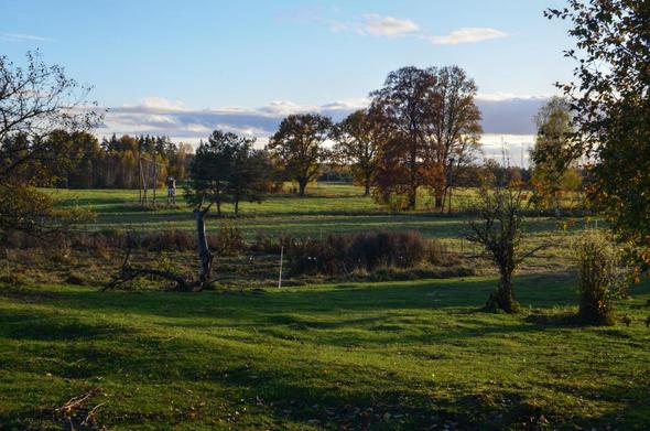 Un paysage de grands prés dont l'herbe est vert et rase, quelques grands arbres aux couleurs d'automne. Une forêt à l'horizon.