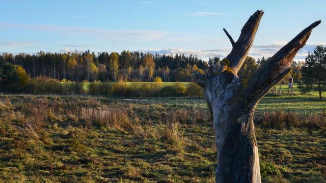 Au tout premier plan, les reste d'un arbre mort sur pied ; juste derrière un pré dont la vieille herbe d'été est sèche et piétinée. Plus loin, des prés d'herbe verte, des bouleaux aux feuilles jaunes dans la lumière et, tout au fond, une forêt de résineux.