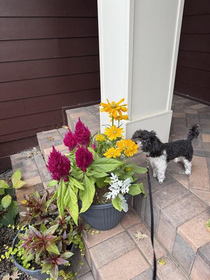A small black and white dog stops to smell a bright yellow flower in a planter filled with purple and white and golden blooms. She stands on a brick surface next to a white pillar.