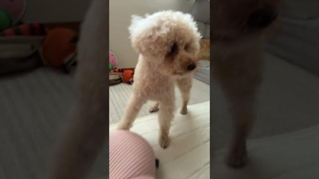 流行りの映画#チェスト #妖魔人 #妖精騎士ランスロット #トイプードル #poodle #maltipoo #cute #川島永嗣 #川島明 #永野芽郁 #田中圭 #ピコ太郎 #switch2