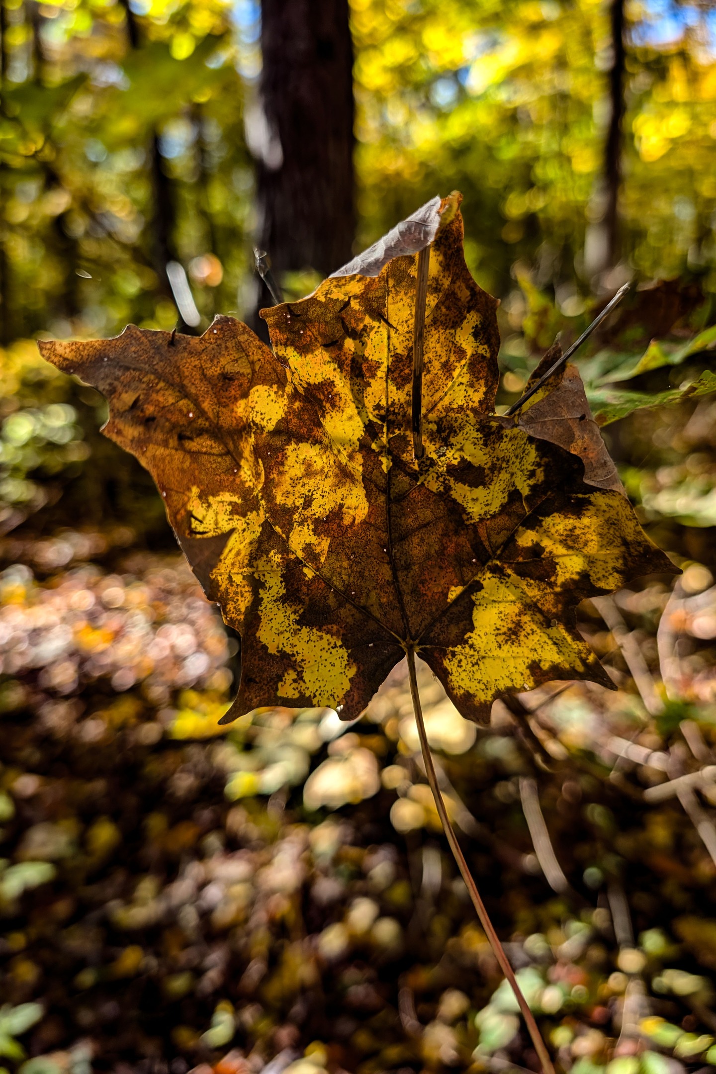 A brown and yellow leaf in front of a grove of trees whose leaves are green and yellow.