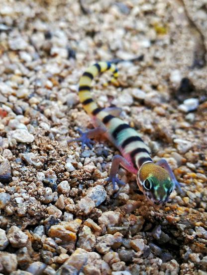 A Tucson Banded Gecko with a multicolored body exploring gravel terrain, showcasing its distinctive markings and colorful skin.