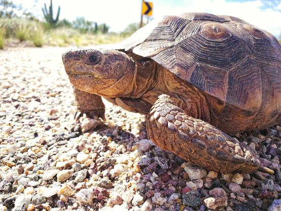 Close-up of a desert tortoise crossing a mountain road, showcasing its detailed shell and feet, with cacti in the background.