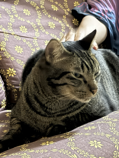 Cat sitting on a safe while cunningly looking to the side