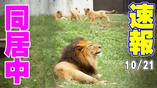 ライオン三つ子、ついにお父さんと同居開始！のんほいパーク感動の瞬間🦁✨