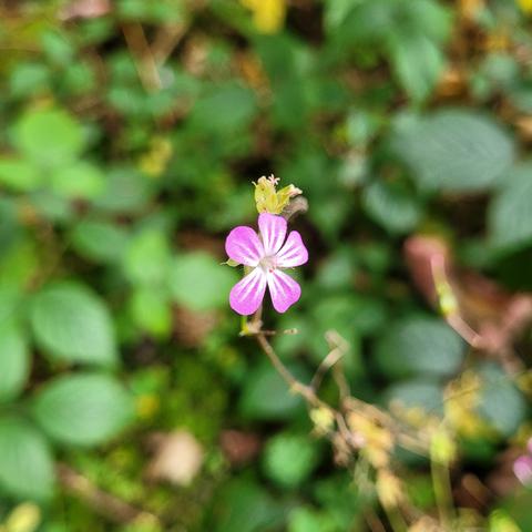 Sehr kleines Blümchen mit 5 lila Blütenblättern