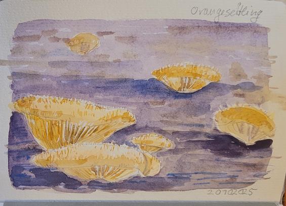 Aquarellskizze: aus einem lila-blauem Untergrund wachsen buttergelbe Pilze, die oben stoppelig behaart wirken