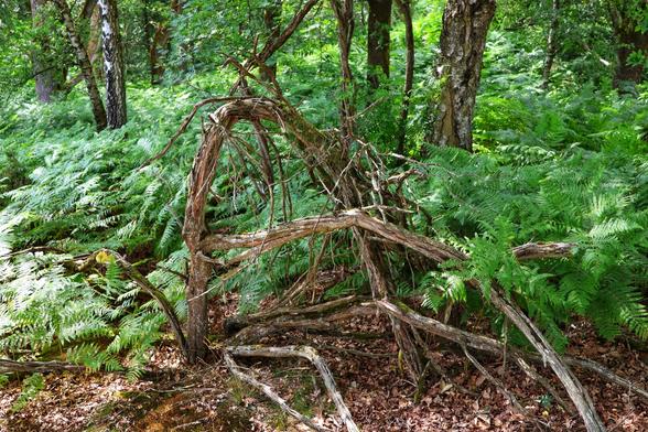 A dense forest scene featuring a fallen tree whose twisted branches naturally resemble the shape of the letter ‘A’. The branches, partially covered in moss, create an arch-like structure amidst vibrant green ferns and foliage. The forest floor is carpeted with ferns and leaves, with sunlight filtering through the canopy above. Tall, textured trees surround the area, contributing to the serene and untouched woodland atmosphere.
