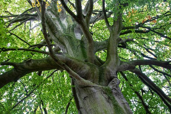 In the center of the photo is a thick tree trunk, photographed from below, diagonally from right to left. The tree has numerous side branches. A green canopy surrounds it. In the center, it appears as if the bark has opened, and two large branches are growing out from it. It's as if a person has crawled inside upside down, but only their upper body could fit inside, so their legs have spread out to become two large branches. It's a bit strange to see. If you see it inside, it stays that way.