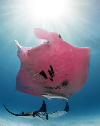 An underwater photograph of a rare pink manta ray gliding gracefully beneath the ocean surface, illuminated by sunlight streaming down through clear blue water. The manta’s vibrant rose-coloured body contrasts with the surrounding sea and a few smaller, darker manta rays swimming nearby. Underneath it, a fish is rubbing against its belly. The image captures the unique beauty of this individual, known as the world’s only documented pink manta ray. He's also my spirit animal.
