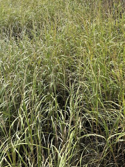 a full-frame picture of salt marsh grass growing along a river bank near the ocean at low tide - the picture shows myriad blades of grass in thick clusters with sunlight reflected in many of them.