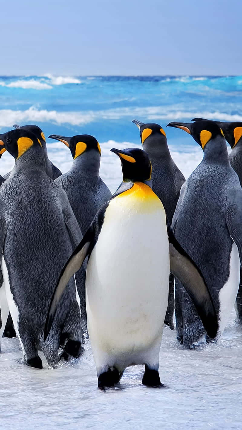 A photo of penguins
