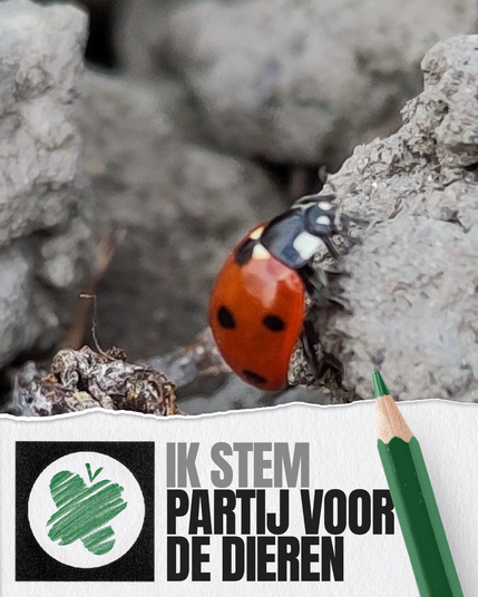 Een lieveheersbeestje die op grijze kleigrond zit en daaronder een witte strook met een hokje waarin met groen potlood het vlinderlogo van de Partij voor de Dieren geschetst is en de tekst Ik stem Partij voor de Dieren. Daarachter ligt verticaal een groen potlood.
