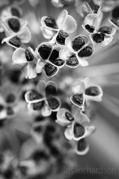 Garlic chive pods with seeds in black and white macro photograph