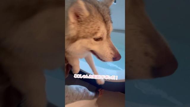 初めて湯船に浸かったハスキーの反応がこちら…. #シベリアンハスキー #ハスキー #ハスキー犬
