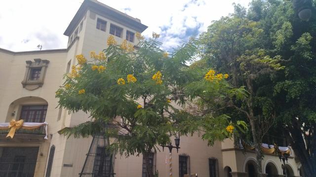 A flowering tree with small yellow blossoms dominates the foreground. Behind it stands a classic cream-colored building with a gabled roof. In the background, there is more dark foliage and a partially cloudy sky. The scene is bathed in daylight.