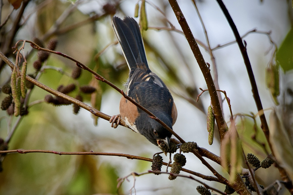 A male Eastern Towhee reaches down from its perch on an alder tree to grab a small seed cone with its beak. It is a large, long-tailed sparrow that is black above with rusty-orange sides, a white belly, and dark red eyes.