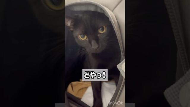 新しい遊びを発明する黒猫ボンベイ　#子猫 #cat #bombay #猫のいる暮らし #ねこ動画 #ねこのいる生活 #ねこ #猫 #かわいい #癒やし #おもちゃ