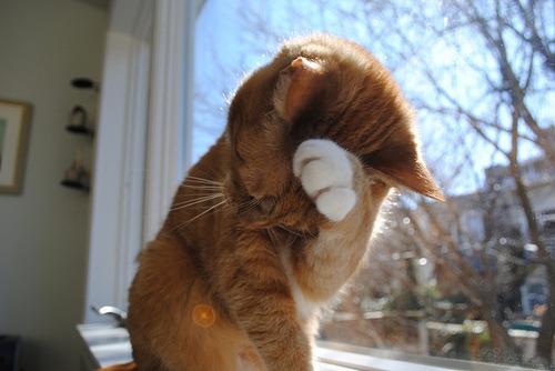 A ginger cat is sitting on a windowsill, facing left. It has its paw raised, covering part of its face as if grooming or hiding from the light. Sunlight is streaming through the window, casting a bright and warm atmosphere. Outside, leafless trees are visible, suggesting a clear day.