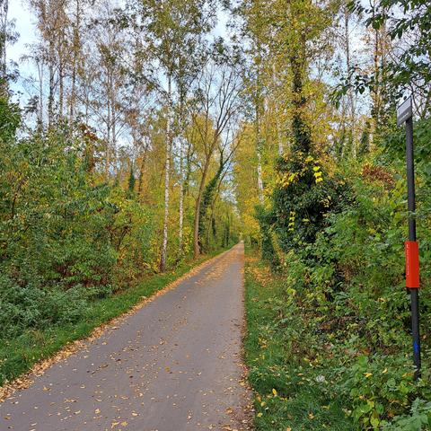 Schnurgrader Mauerweg durch den herbstgelben Wald