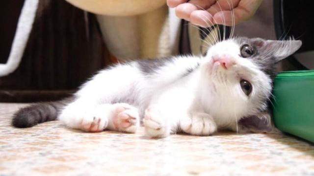 遊び疲れた子猫がそっと目を閉じる【赤ちゃん猫　保護猫】