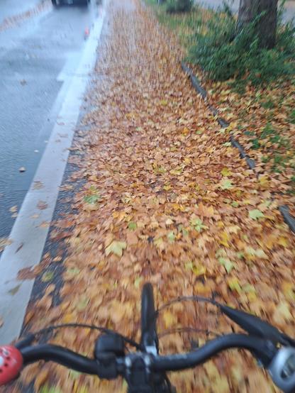 Foto vom Rad aus gemacht. Fahrradspur voller nassem Laub, Autospur frei.