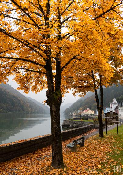 Color photo of trees with bright orange autumn leaves along a riverfront in a valley with the buildings of a small town in the background.