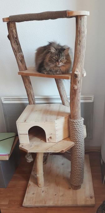Une chatte à poils mi-longs tigrée gris clair aux reflets ocre-roux installée sur son arbre à chat. Elle fixe droit dans les yeux la personne qui prend la photo, c'est-à-dire moi ! Deux beaux yeux verts et un regard qui semble dire : " Faut pas m'emmerder, je suis chez moi sur MON arbre à MOI !"
L'arbre à chat est une fabrication maison avec utilisation de caisse de vin, troncs d'arbres, planches de bois, tapis en sidal et corde.
