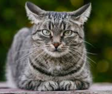 A gray tabby cat with green eyes is lying down and facing the camera. The cat has distinct dark stripes and is in a natural outdoor setting, with a blurred green background.