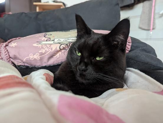 Je sais c'est générique chat noir mais c'est la vérité