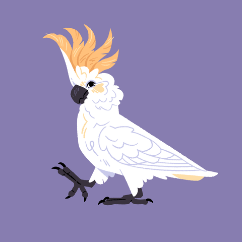 A painting of a sulphur-crested cockatoo with its crest raised up, taking a big step.