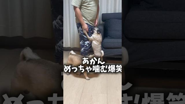 甘噛みの限度超えてるて爆笑爆笑 #shorts #shortvideo #パグ #犬 #dog #pug #愛犬