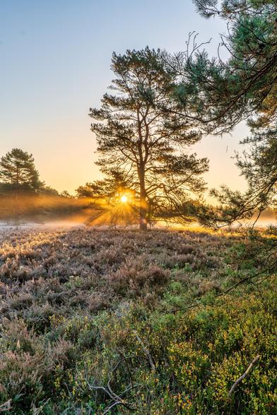 Das Bild zeigt einen stimmungsvollen Sonnenaufgang in einer Heidelandschaft, möglicherweise der Misselhorner Heide, im Herbst.
Hier ist eine detaillierte Beschreibung der Szene:
Licht und Atmosphäre: Die Sonne geht direkt hinter einem hohen, dunklen Nadelbaum (vermutlich einer Kiefer) auf, dessen Silhouette markant vor dem hellen Himmel steht. Die Sonnenstrahlen brechen fächerförmig durch die Äste des Baumes, erzeugen einen eindrucksvollen Lichtkranz (Sunburst) und tauchen die Szene in ein warmes, goldenes und orangefarbenes Licht.
Nebel: Ein leichter, bodennaher Nebel oder Dunst liegt über dem Feld, besonders sichtbar auf der linken Seite, wo das warme Licht es zum Leuchten bringt und die Atmosphäre noch mystischer und ruhiger macht.
Vorder- und Mittelgrund (Flora): Der Boden ist bedeckt mit einem dichten Teppich aus Heidekraut und niedriger Vegetation. Die Pflanzen im Mittelgrund zeigen die typischen Braun-, Violett- und Rottöne des späten Sommers oder frühen Herbstes. Im direkten Vordergrund rechts gibt es buschigere, grünere Pflanzen, die dem Bild Tiefe verleihen.
Bäume: Neben dem zentralen Baum sind im Hintergrund weitere Nadelbäume in den Nebel gehüllt, deren Umrisse sanfter erscheinen. Im rechten oberen Teil des Bildes ragen die Äste eines anderen Baumes in den Rahmen, was der Komposition zusätzliche Textur und einen natürlichen Rahmen gibt.
Stimmung: Die Gesamtwirkung ist eine sehr friedliche, ruhige und magische Szene, typisch für einen kühlen, nebligen Herbstmorgen 