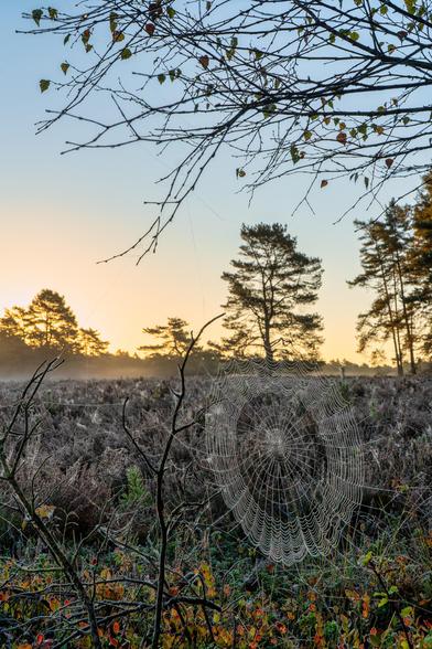 Dieses Bild fängt die ruhige und kühle Stimmung eines Sonnenaufgangs im Herbst in einer Heidelandschaft, möglicherweise der Misselhorner Heide, ein, mit einem besonderen Fokus auf ein Detail im Vordergrund.
Hier ist eine detaillierte Beschreibung der Szene:
Vordergrund (Detail): Das auffälligste Element ist ein großes, perfekt gespanntes Spinnennetz, das mit unzähligen feinen Tautropfen oder Reifperlen bedeckt ist. Das Netz hängt zwischen kahlen Ästen und kleineren Pflanzen und wird vom Gegenlicht dezent beleuchtet, was es leuchten lässt und seine komplexe Struktur hervorhebt. Die umliegende niedrige Vegetation zeigt die beginnenden Herbstfarben.
Mittel- und Hintergrund (Landschaft): Dahinter erstreckt sich ein Feld aus dunklem, herbstlichem Heidekraut (braun-violett). Ein dünner Schleier aus bodennahm Nebel oder Dunst liegt über der Heide, besonders sichtbar, wo er das Licht einfängt.
Bäume: Am Horizont und im Hintergrund stehen dunkle Silhouetten von Nadelbäumen (Kiefern) markant gegen den Himmel.
Licht und Himmel: Am linken Rand des Bildes geht die Sonne gerade auf. Der Himmel zeigt einen klaren Farbverlauf: tiefes Gold und Orange am Horizont, das schnell in ein klares, blasses Blau übergeht. Das Licht ist kühl und weich, typisch für einen frühen Morgen.
Stimmung: Die Szene vermittelt eine stille, frostige und bezaubernde Atmosphäre. Die Kombination aus dem filigranen, taubedeckten Spinnennetz und dem dramatischen Sonnenaufgangshimmel schafft einen starken Kontrast zwische