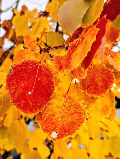 Goldgelb leuchtende Espe im warmen Oktoberlicht, Blätter in voller Herbstfärbung. Foto by Johann Seidl, Gartenpoet.